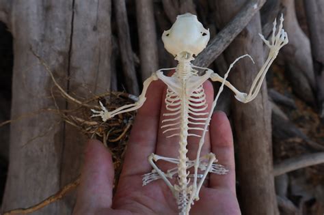 Baphomet - Articulated Sugar Glider Skeleton – Freyja's Forest