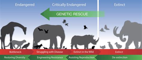 5 Biotechnologies That Might Help Save Endangered Species | Revive ...