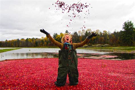 Cranberry Harvest - Muskoka Lakes Farm & Winery