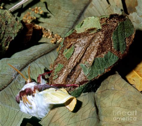 Luna Moth Emerging From Cocoon Photograph by Millard H. Sharp - Pixels