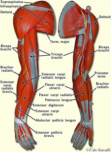 Best 25+ Arm muscle anatomy ideas on Pinterest | Arm anatomy, Human ...