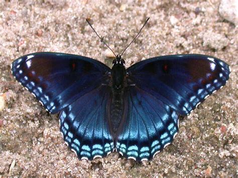 Red-spotted Purple — wisconsinbutterflies.org