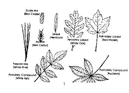 Plant Information Center - NC Trees - Identification Page 1