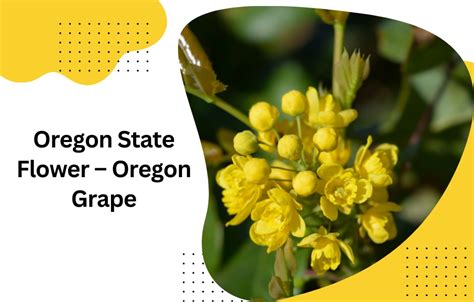 Oregon State Flower – Oregon Grape - SnapBlooms Blogs