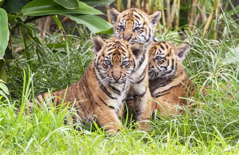 Watch: 3 Sumatran tiger cubs explore jungle habitat in Sydney zoo | The ...