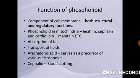 Functions of phospholipids - YouTube