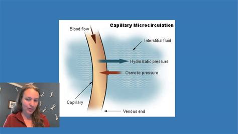 Oncotic and Hydrostatic Pressure in the Capillaries - YouTube