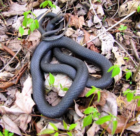 Eastern Ratsnake - Meigs Point Nature Center