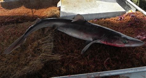 Pacific Spiny Dogfish | California Sea Grant