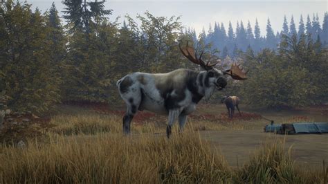 Good old Piebald Moose : r/theHunter