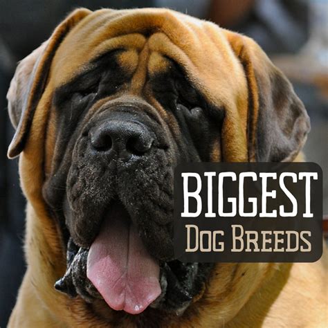 Top 10 Largest Dog Breeds - PetHelpful