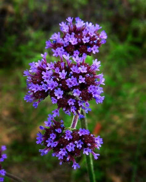 Verbenaceae : Verbena bonariensis - Purpletop Vervain (Tal… | Flickr