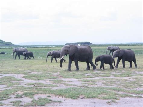 Yankari National Park – Bauchi State. | Beautiful destinations ...