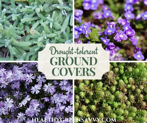 14 Drought-Tolerant Ground Covers Perfect for Drier Climates