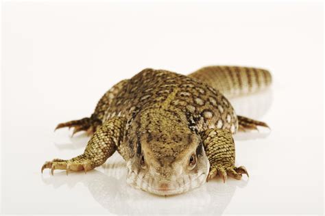 A Guide to Caring for Savannah Monitors As Pets