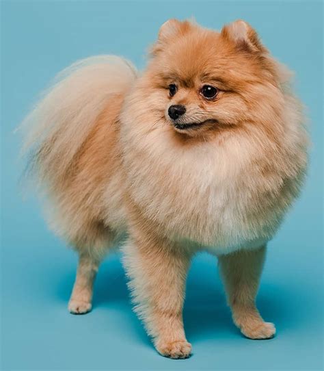 Pomeranian Haircut Styles - Expert Groomer Explains