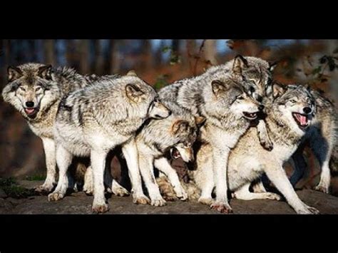 National Geographic Inside A Wolf Pack - Best DocumentarY 2017 - YouTube