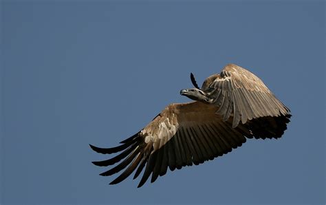 Cape vulture - Wikipedia