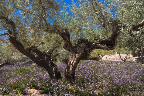 Olive Tree stock image. Image of blossom, branch, farm - 75781685