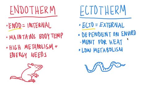 SOLVED: Which type of animal maintains a constant internal body ...