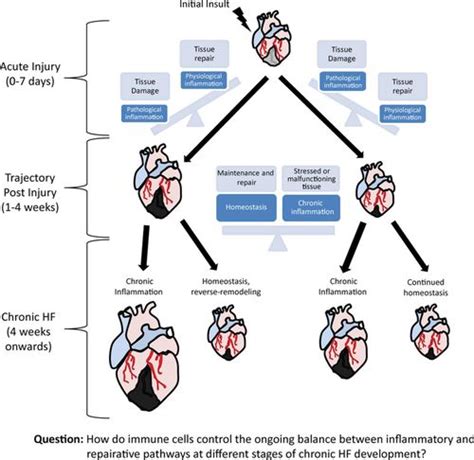 Chronic Heart Failure and Inflammation | Circulation Research