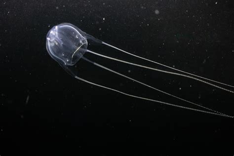 Is The Irukandji Jellyfish Deadly? - WorldAtlas