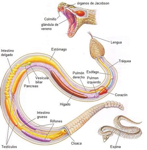 Serpiente. Snake Veterinary | Medicina veterinaria, Anatomia ...