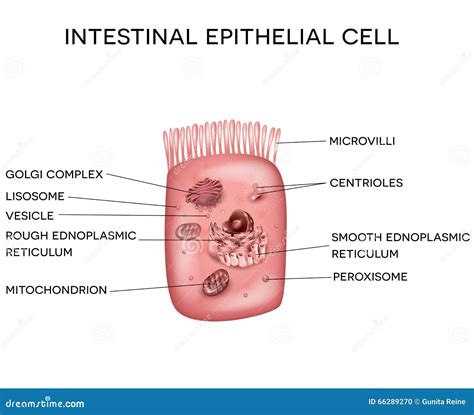 [DIAGRAM] Microscope Epithelial Cell Diagram - MYDIAGRAM.ONLINE