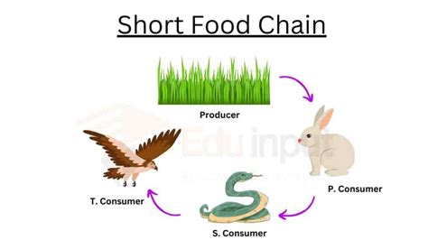 Short Food Chain-Example and Advantages