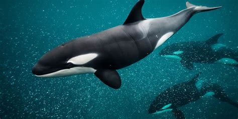 What Do Killer Whales Look Like