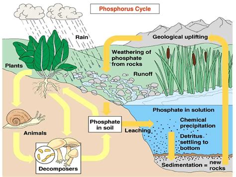 The Phosphorus Cycle Made Easy: A Simple Diagram for Understanding