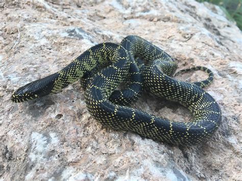 A desert kingsnake from SE Arizona. : herpetology