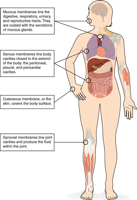 Tissue Types | BIO103: Human Biology