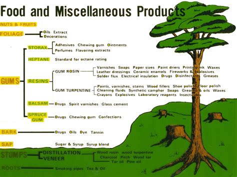 Tree Anatomy - My Woodshop