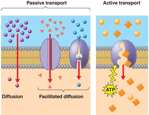 How is facilitated diffusion different from active transport? | Socratic