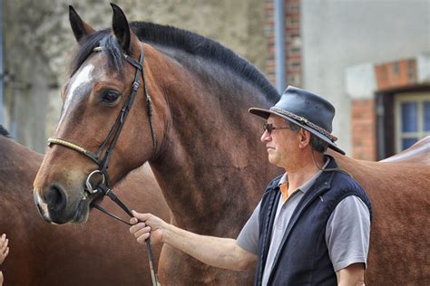 Ardennes Horse: Height, Color, And Breed Characteristics