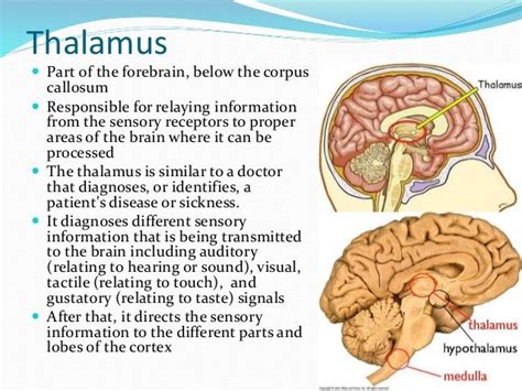 Parts Of The Brain And Their Functions With Thalamus