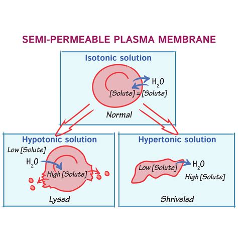 Biochemistry Glossary: Osmosis & Osmolarity: 3. Membrane Semi ...