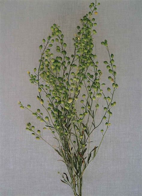 LEPIDIUM sativum (Broad leaved cress) - Muller Seeds