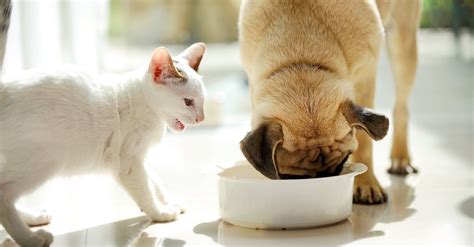 Can Dogs Eat Cat Food?