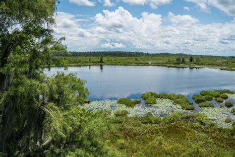 Okefenokee Swamp Tours: Which One to Pick? | Our Traveling Zoo