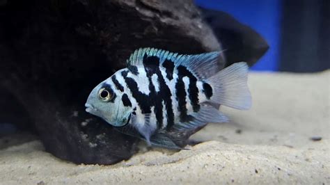 Polar Blue Parrot Cichlid: Your Guide to These Unique Fish - Aquarium ...