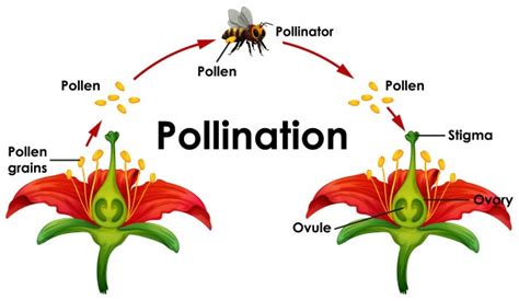 Bees and Pollination - Ypsilanti District Library