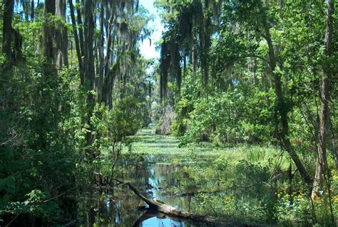 Freshwater Swamps