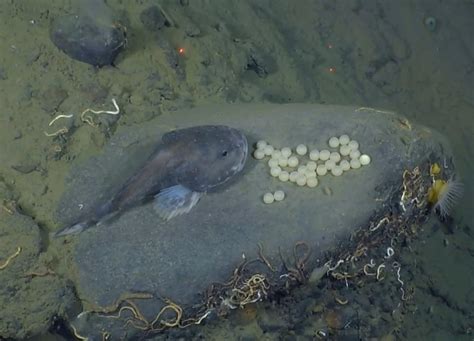 Blob sculpin (Psychrolutes phrictus) tending her eggs : r/AIDKE