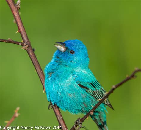 Photographing Male Indigo Buntings and the Illusion of Seeing Blue ...