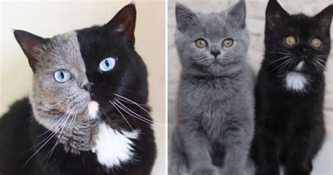 Chimera Cat Becomes Father To Kittens That Share His Colors Separately ...