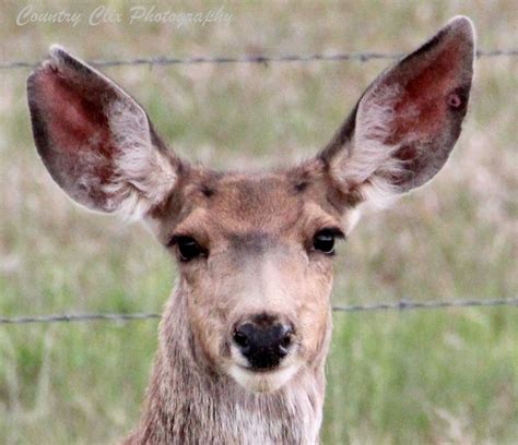 17 Best images about Colorado Wildlife on Pinterest | Wolves, Bald ...