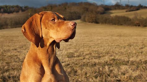 Hunting Dog Breeds - The Best Dogs For Sporting Owners