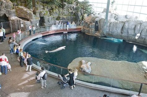 Tickets For New Orleans Zoo And Aquarium - Aquarium Views